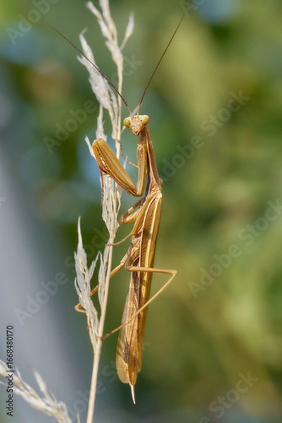 Obraz Gottesanbeterin