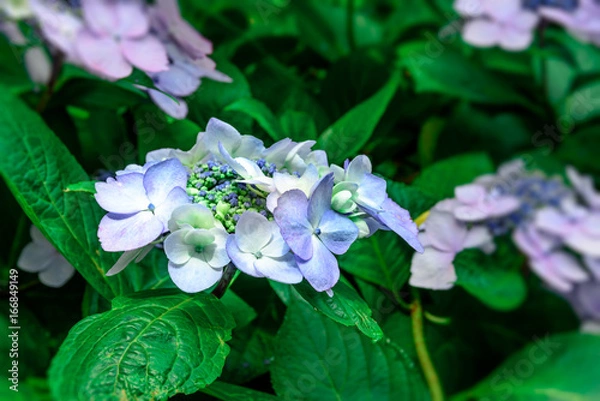Fototapeta Lacecap hydrangea
