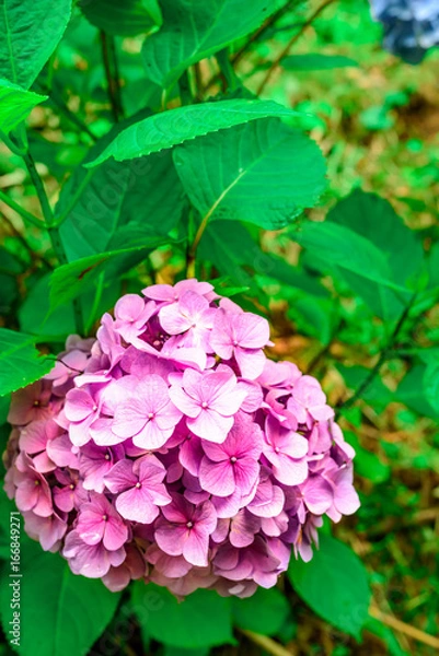 Fototapeta Hydrangea
