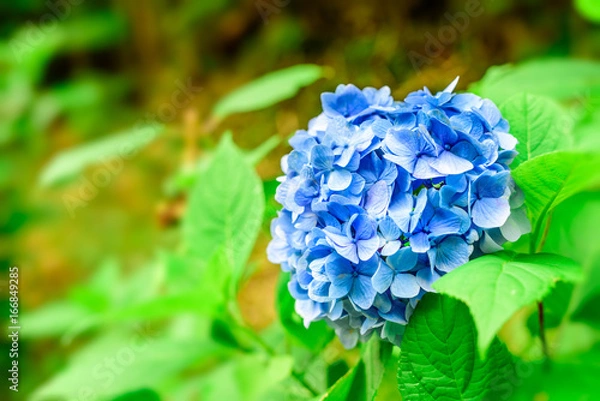 Fototapeta Hydrangea
