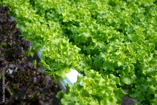 Obraz vegetable organic farm