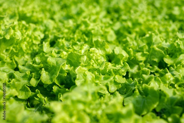 Obraz vegetable organic farm