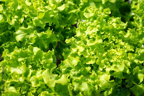 Obraz vegetable organic farm