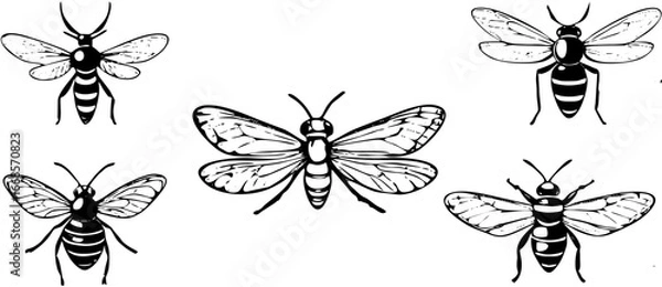 Fototapeta set of black and white vector insects