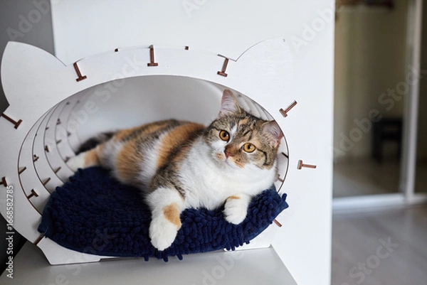 Fototapeta Domestic cat lounging comfortably in a modern wooden cat house with a cozy blue blanket, showcasing a relaxed and playful atmosphere in a stylish interior setting