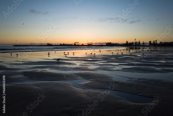 Fototapeta Seagulls stand on wet sand at low tide during sunset on the beach in Essaouira, Morocco. Reflections and soft light create a calm and peaceful coastal scene