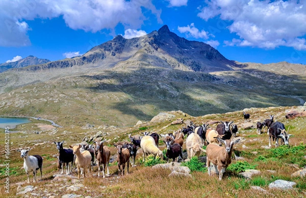 Obraz Capre al passo Gavia