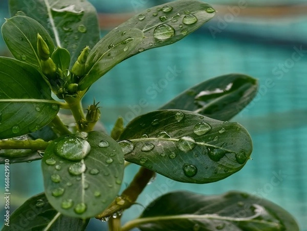 Obraz green leaf with water drops