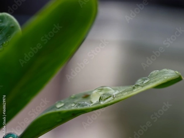 Obraz green leaf with dew drops