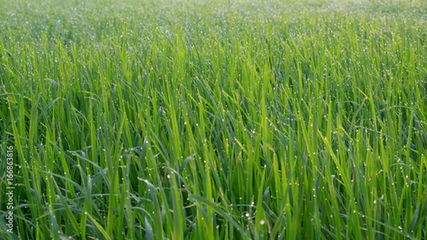 Obraz Grass with drops
