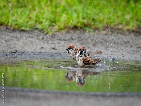 Obraz Tree Sparrow (Passer montanus) in a bath.