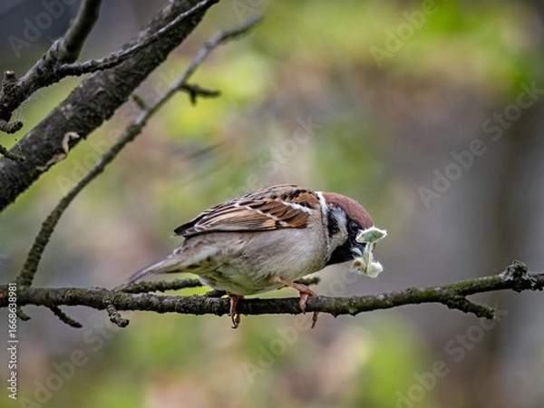Obraz Tree Sparrow (Passer montanus) in spring.