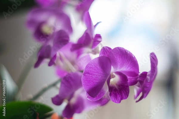 Obraz Phalaenopsis Flower