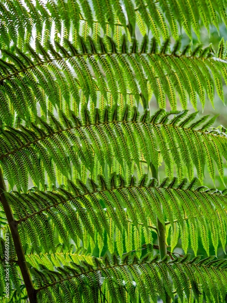 Fototapeta Farnkraut