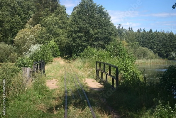 Obraz Puszcza Białowieska