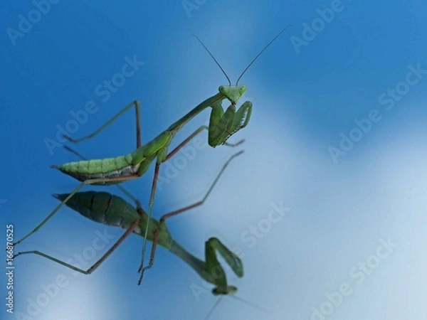 Fototapeta Indische Riesengottesanbeterin (Hierodula membranacea)