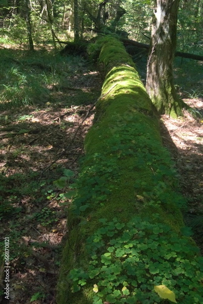 Obraz Puszcza Białowieska