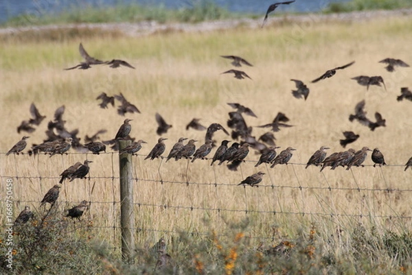 Obraz Pause auf dem Zaun