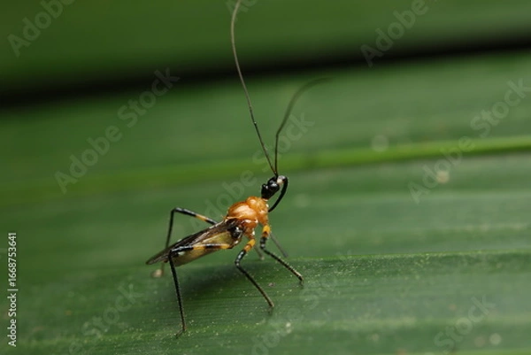 Fototapeta The Milkweed Assassin Bug belonging to the family Reduviidae, is an important predatory insect in agricultural ecosystems. It helps regulate pest populations such as aphids and caterpillars. 