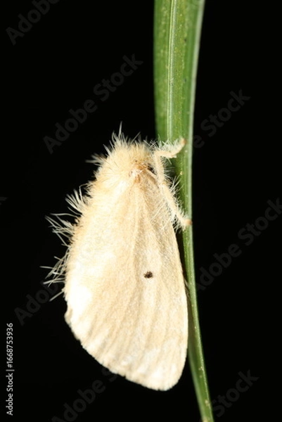 Fototapeta  The image depicts a Tea Tussock Moth Caterpillar (Euproctis similis) perched on a plant stem, exhibiting typical nocturnal moth caterpillar behavior—resting while awaiting feeding time.