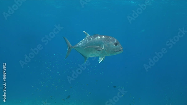 Obraz Giant Trevallies on a coral reef.