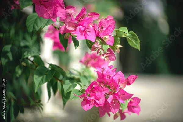 Obraz Bougainvillea