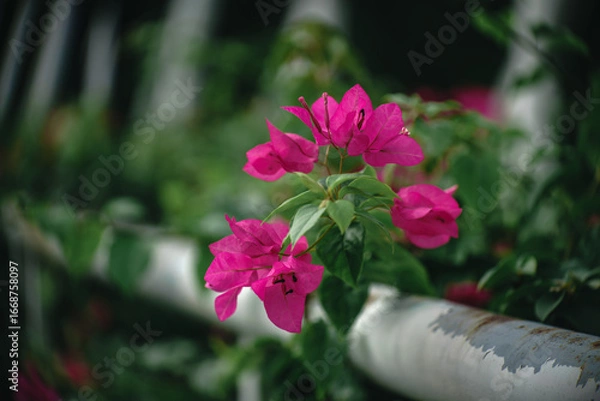 Obraz Bougainvillea