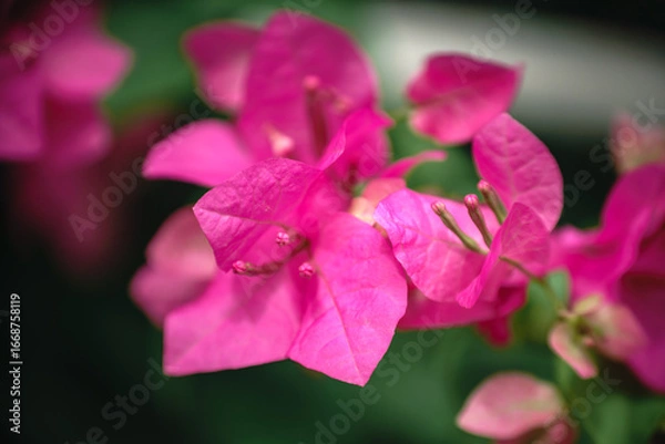 Obraz Bougainvillea