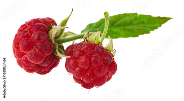 Fototapeta Red raspberry isolated on white background.