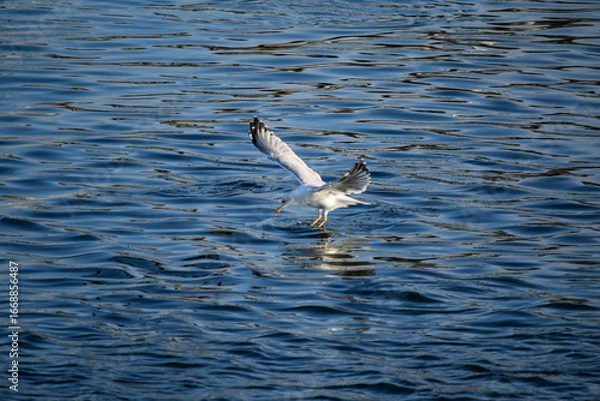 Fototapeta Vuelo de la gaviota 