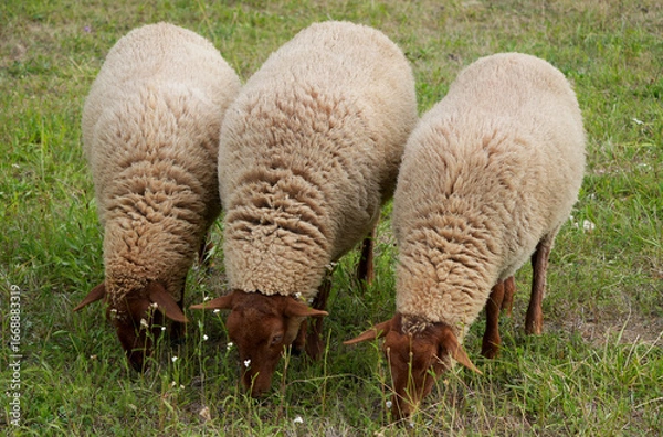 Fototapeta three sheep with thick wool graze peacefully together in a green meadow.