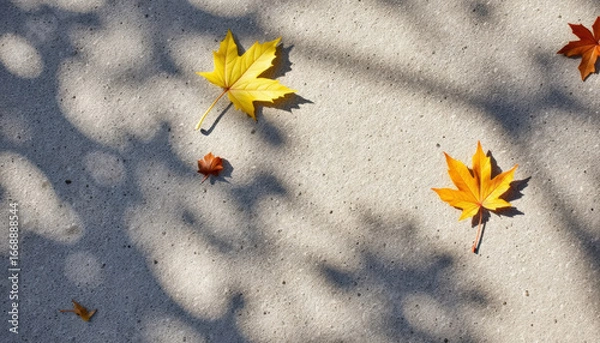 Fototapeta Autumn leaves scattered on concrete ground with shadows  