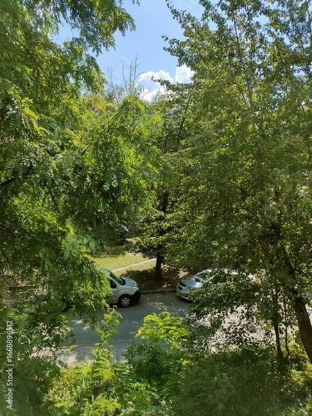 Obraz river in the forest