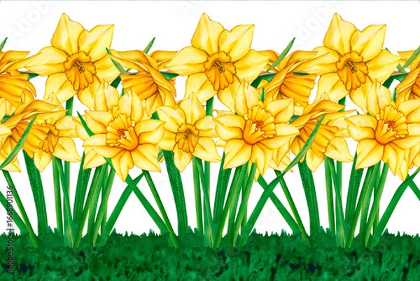 Obraz Seamless border of yellow daffodils. Watercolor hand drawn floral illustration of a meadow with flowers. Seamless watercolor border of yellow flowers. Daffodil border for packaging, cards, textiles.