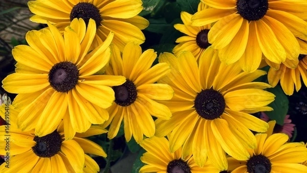 Fototapeta Vibrant yellow flowers with dark brown centers cluster together in a lush green setting, their petals glowing under natural light.