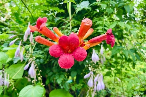 Fototapeta Striking red and orange tubular flowers thrive amidst green foliage, complemented by soft purple flowers in a natural setting. Campsis