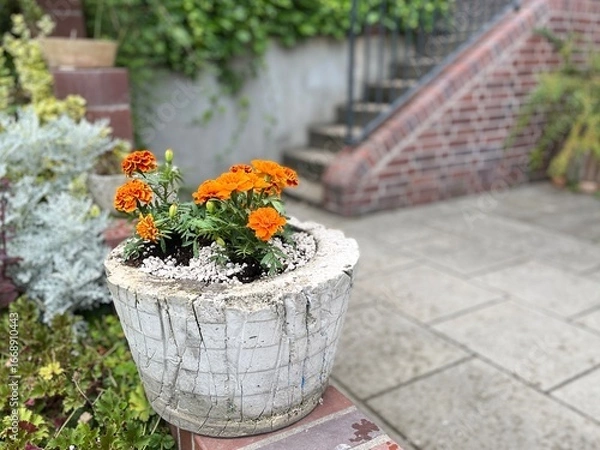Fototapeta A terra-cotta pot filled with bright orange flowers sits on a brick wall.