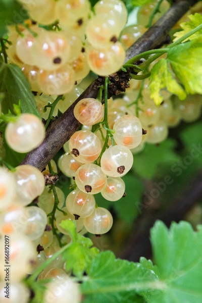 Obraz Fresh white currant