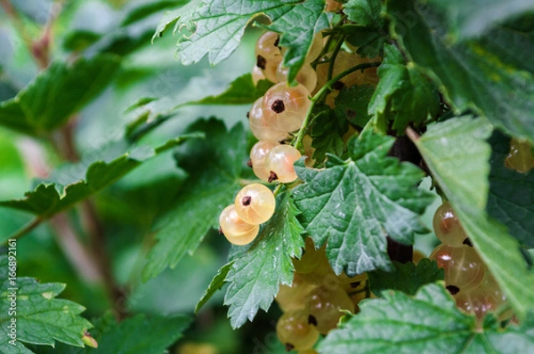 Obraz White currant