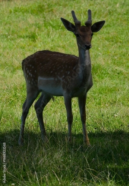 Fototapeta Green meadow, a young animal fallow deer, Dama Dama, runs through the open landscape. Fallow deer are active during the day and at night and prefer to live in open landscapes.