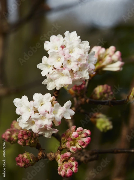 Obraz Viburnum bodnantense