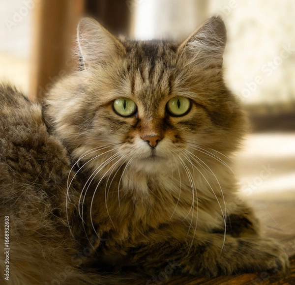 Fototapeta Tabby cat looking at camera