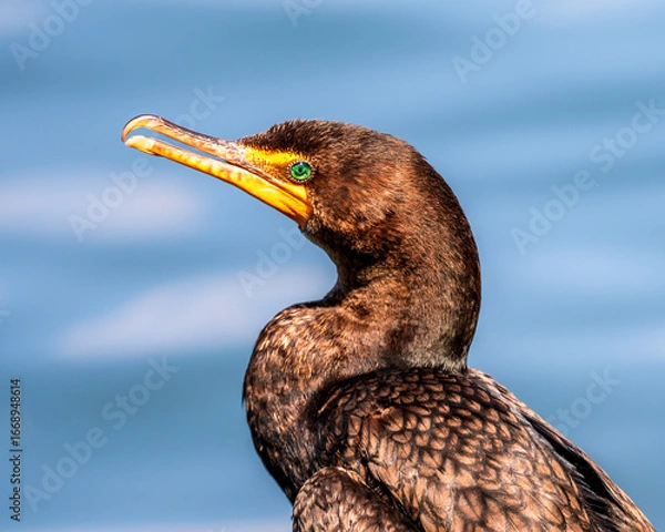 Fototapeta Cormorant portrait