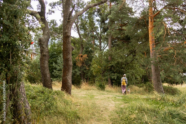 Fototapeta person walks two dogs on path in forest or park. canine are on leashes, and the woman is wearing hat. Pet training with handler, professional dog walker, dog sitter. animals in nature. view from back