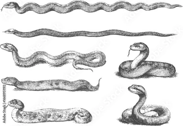 Fototapeta Vector set of vintage snakes isolated on white background. Boa, anaconda and etc in monochrome engraving style