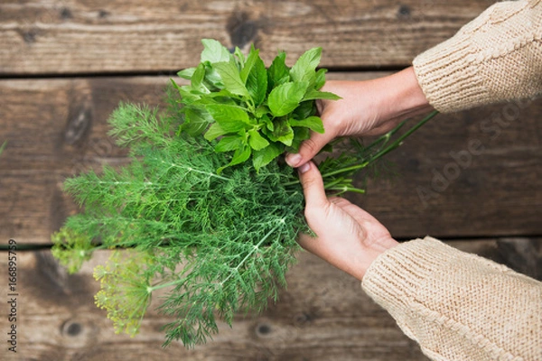 Obraz In the hands of fresh parsley, dill and mint. Close-up of female hands with garden plants.
