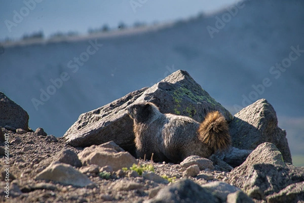Fototapeta Wild marmot in the mountains