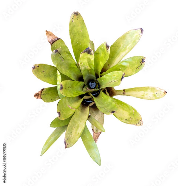 Fototapeta Close-up of the glossy light green foliage of Aechmea caudata, an ornamental plant in the family Bromeliaceae, isolated on a transparent background