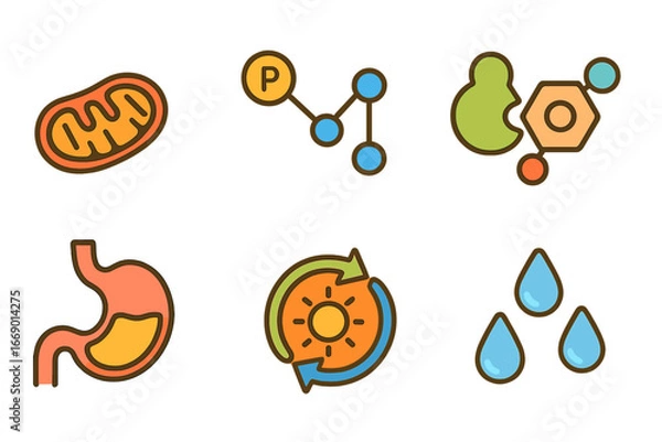 Fototapeta Metabolism Miniatures. Flat vector mini-illustrations metabolism in colors children's illustrations: mitochondria, ATP molecule,