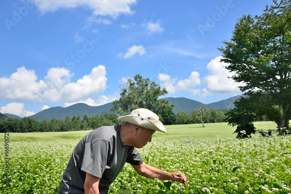 Fototapeta ソバ畑を散策している老人